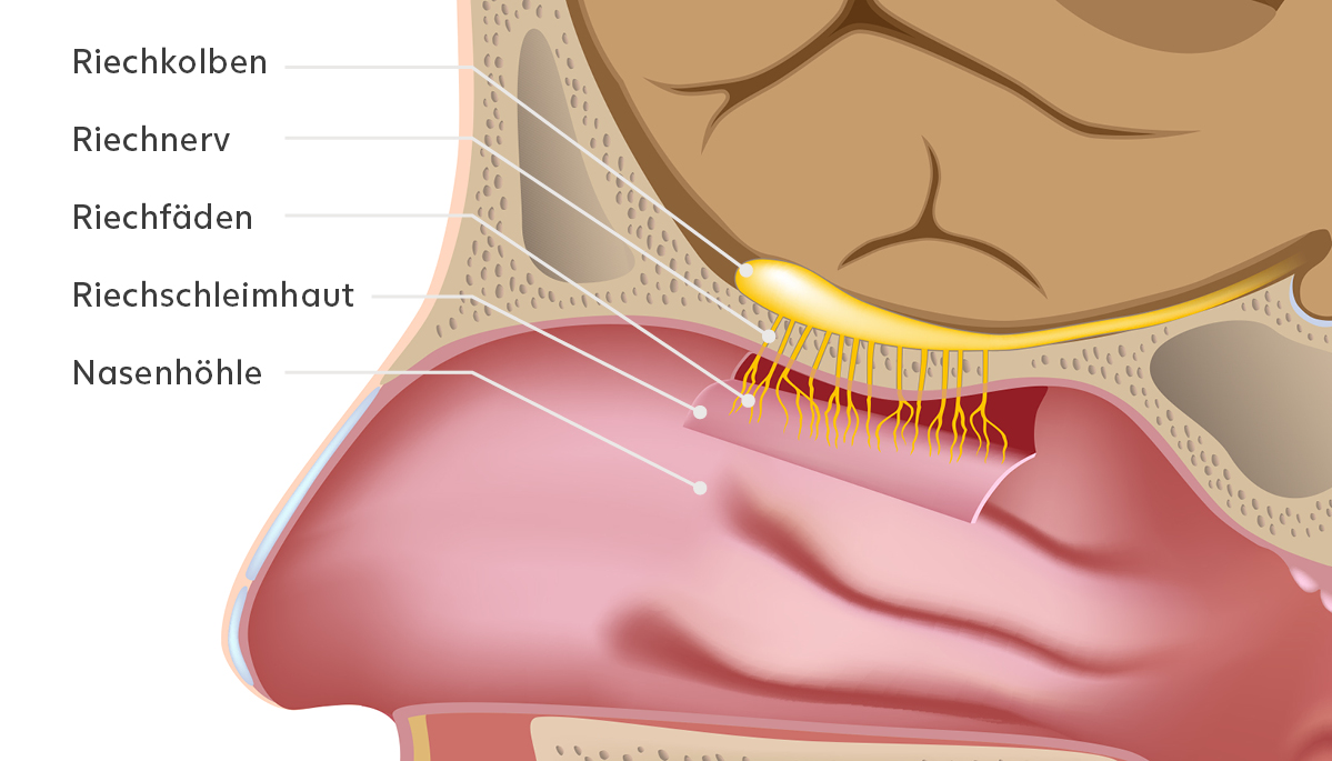 Anatomische Darstellung des Riechnervs